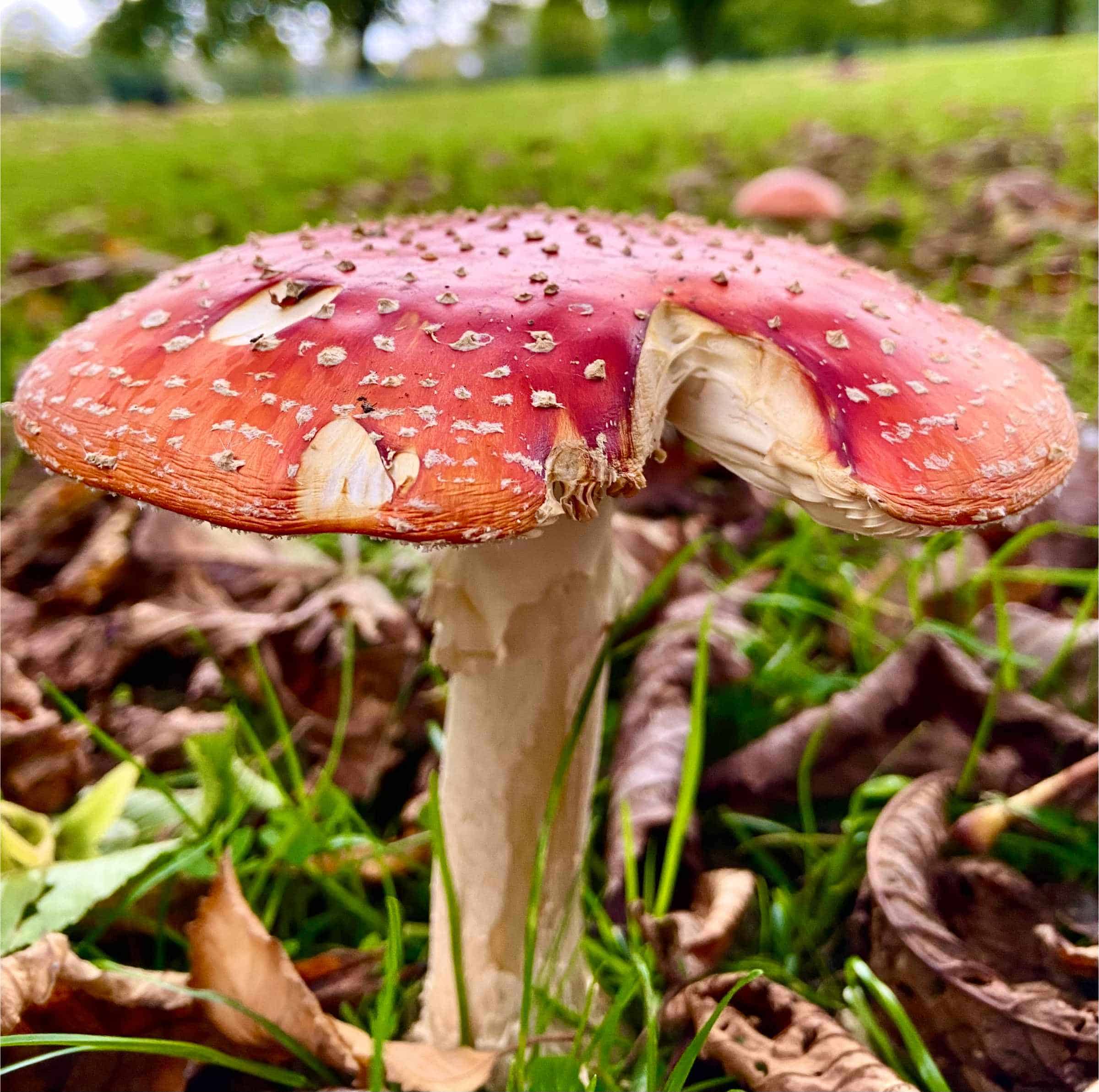 A close up on a bright red mushroom Taken by Jayden in Year 10 one of 12 winners in Cheadle Hulme High School Photography Calendar Competition 2024