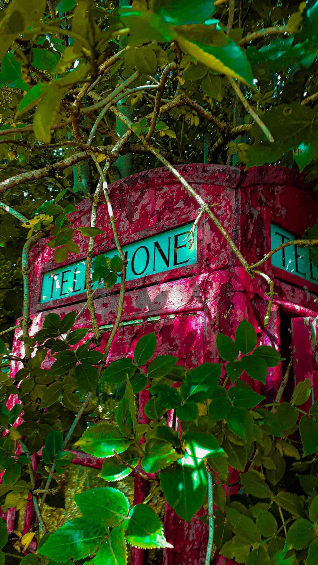 A red telephone box that looks abandoned and surrounded by foliage. The red contrasts with the green of the leaves.