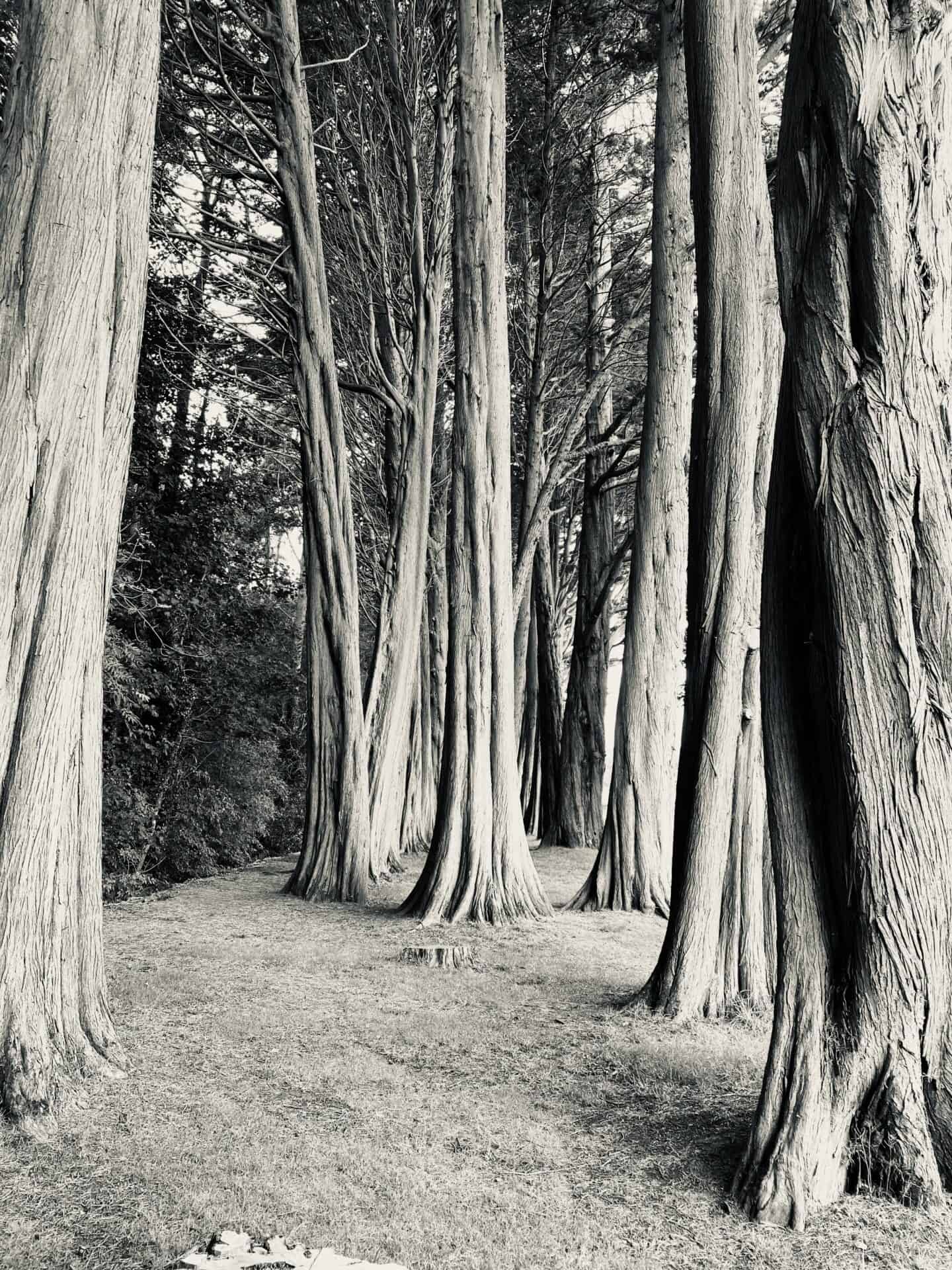 A black and white photo of tall trees in a forest