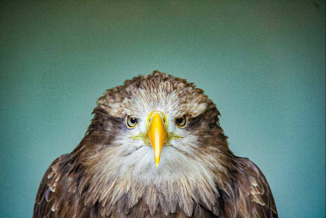 An eagle contrasts against a plain teal background