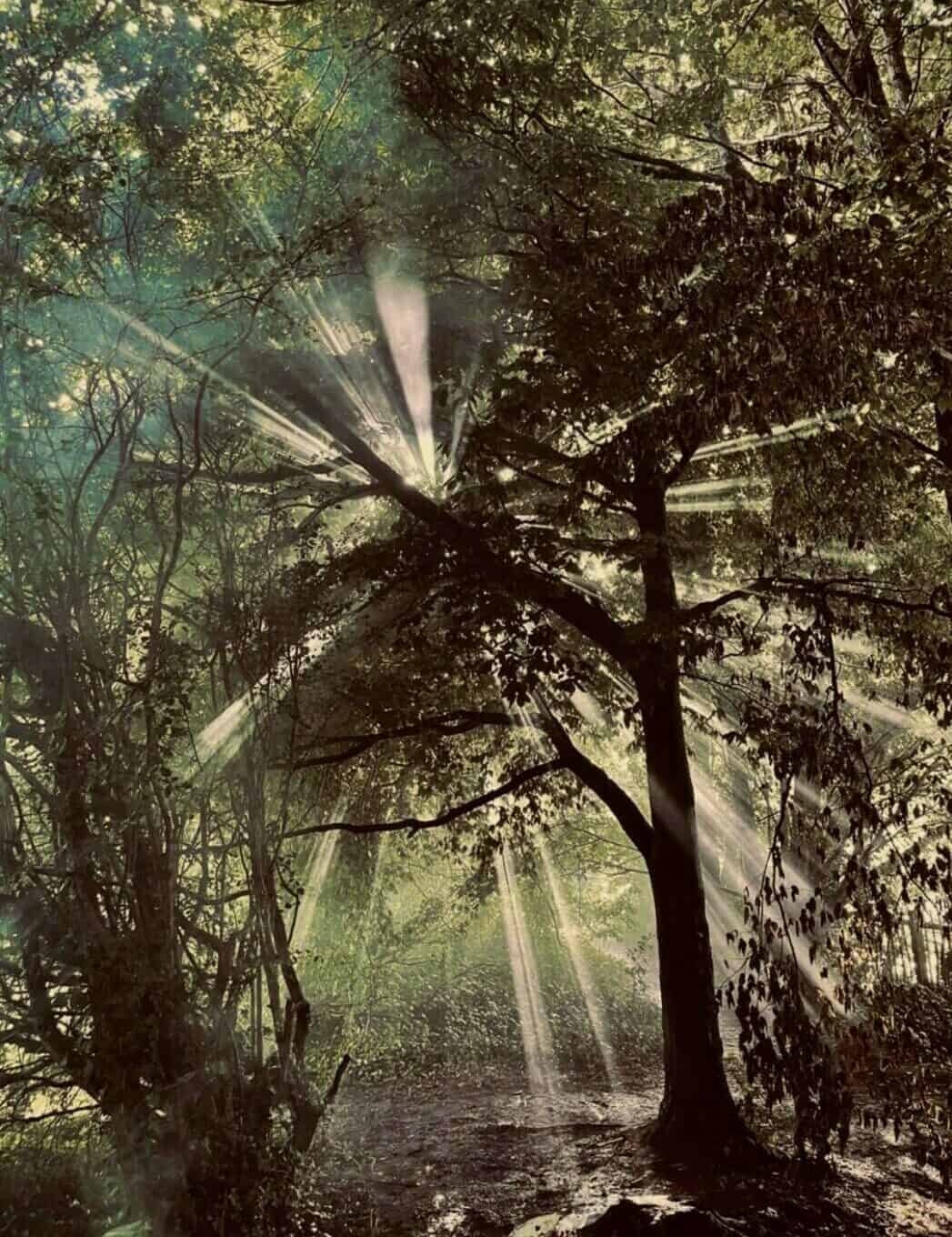 A tree in the forest is silhouetted by the suns beams that radiate out from behind it.