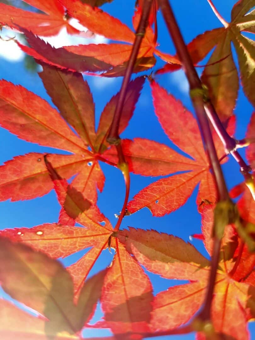 A close-up shot of red and orange autumnal leaves contrasted by a blue sky in the background