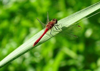 A close-up shot of a dragonfly on a leaf