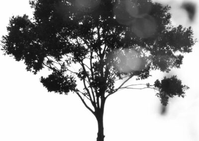 A black and white shot of a tree with bokeh lights.