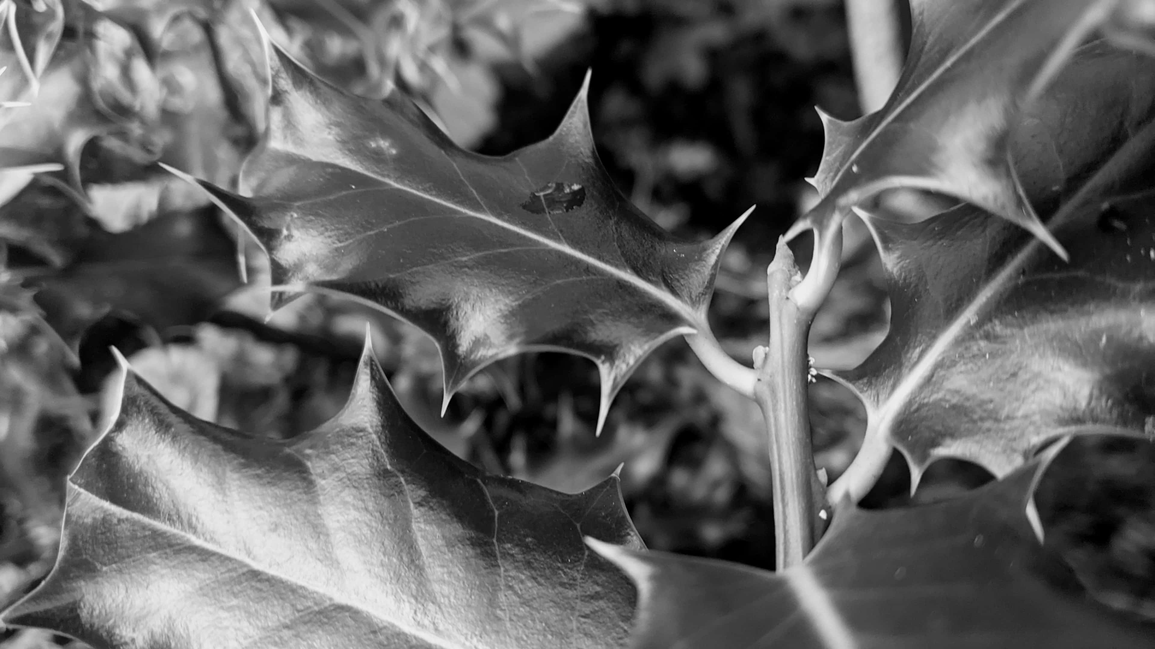 A black and white close up on holly leaves. Taken by Bella in Year 10, one of 12 winners in Cheadle Hulme High School Photography Calendar Competition 2024.