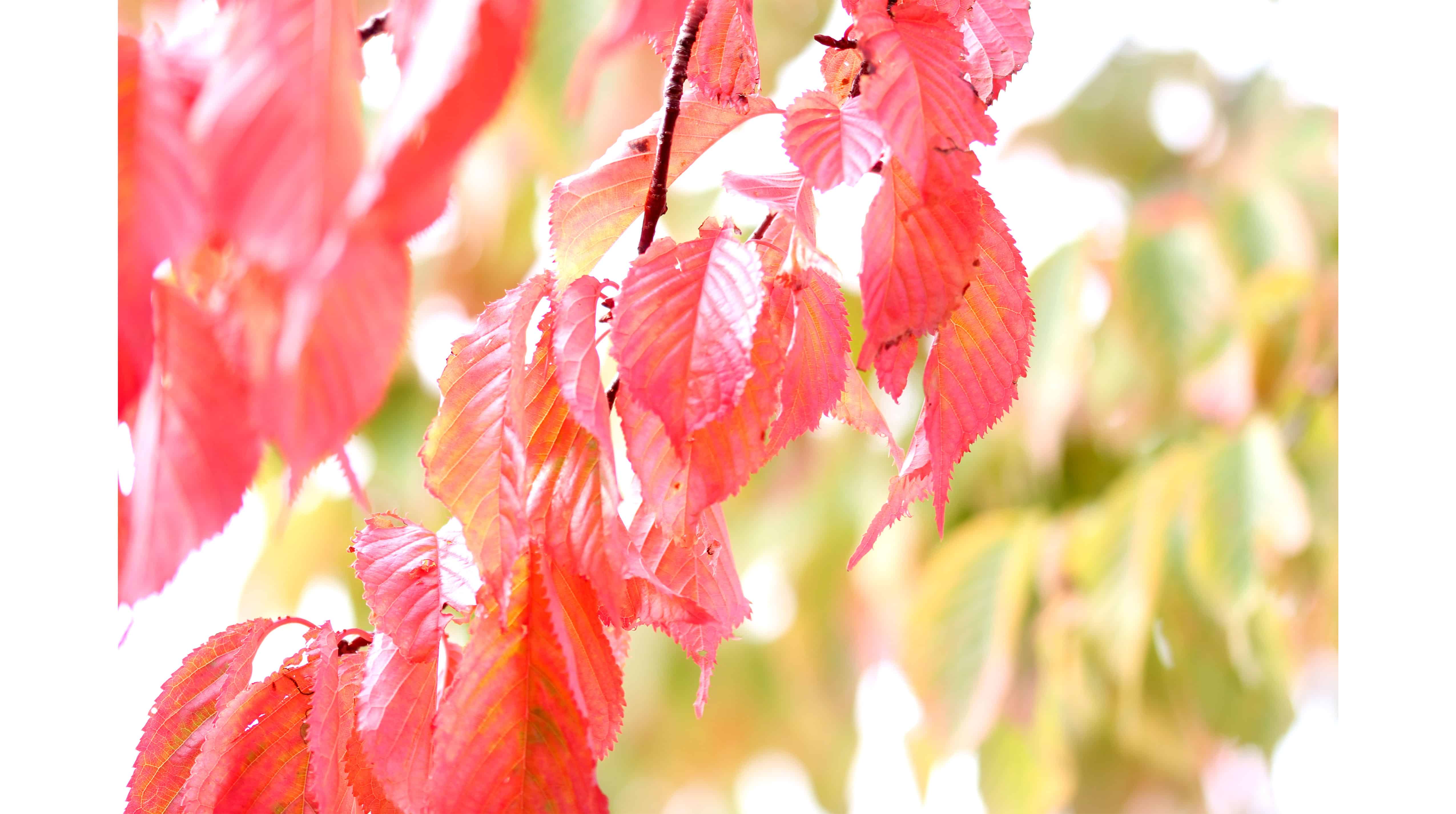 A close up on bright pink leaves against an unfocused background of green leaves. Taken by Molly in Year 12, one of 12 winners in Cheadle Hulme High School Photography Calendar Competition 2024.