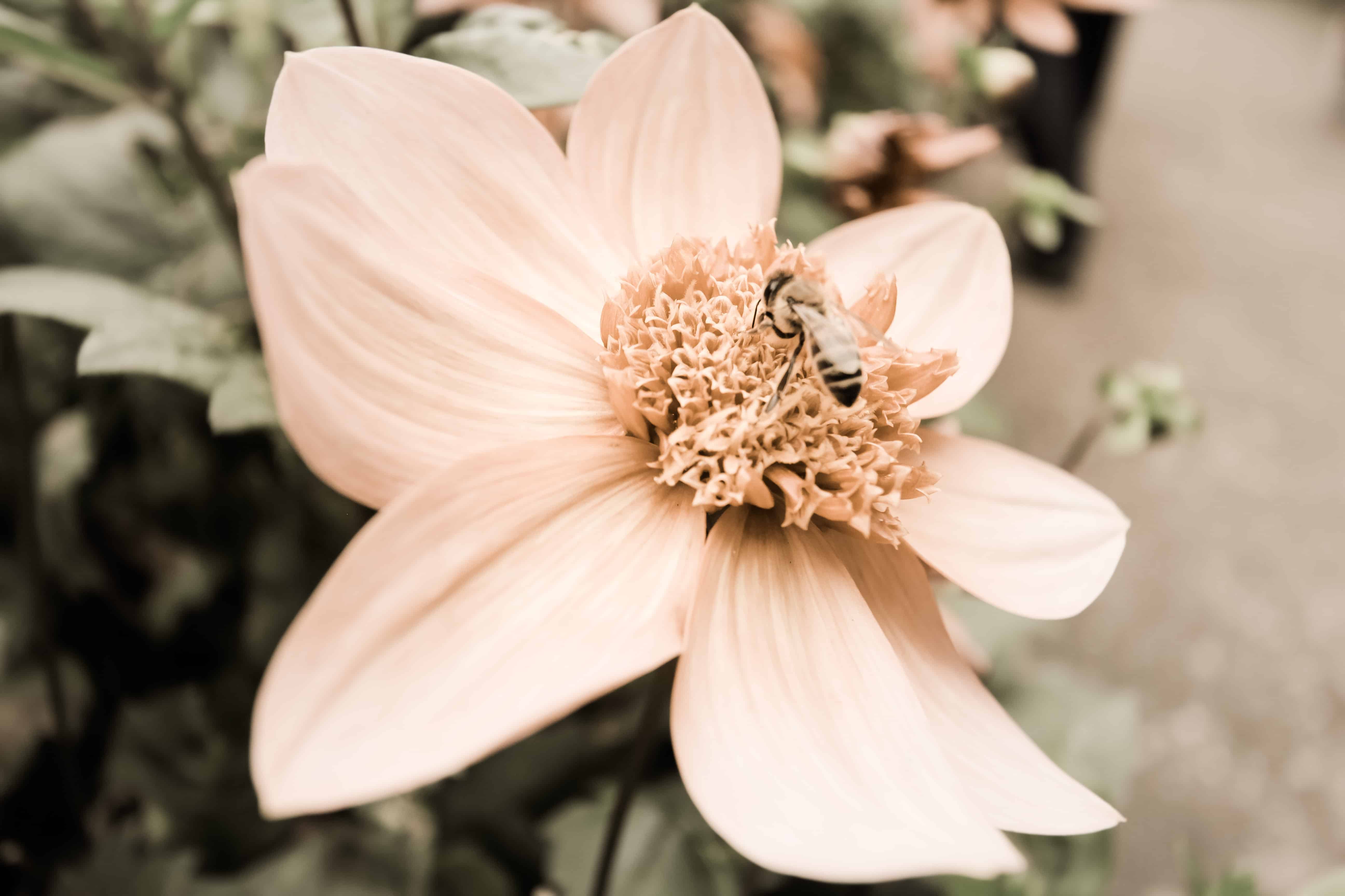 A close up of a bee on a pink flower, by Jacob in Year 7, runner up in Cheadle Hulme High School Photography Calendar Competition 2024.