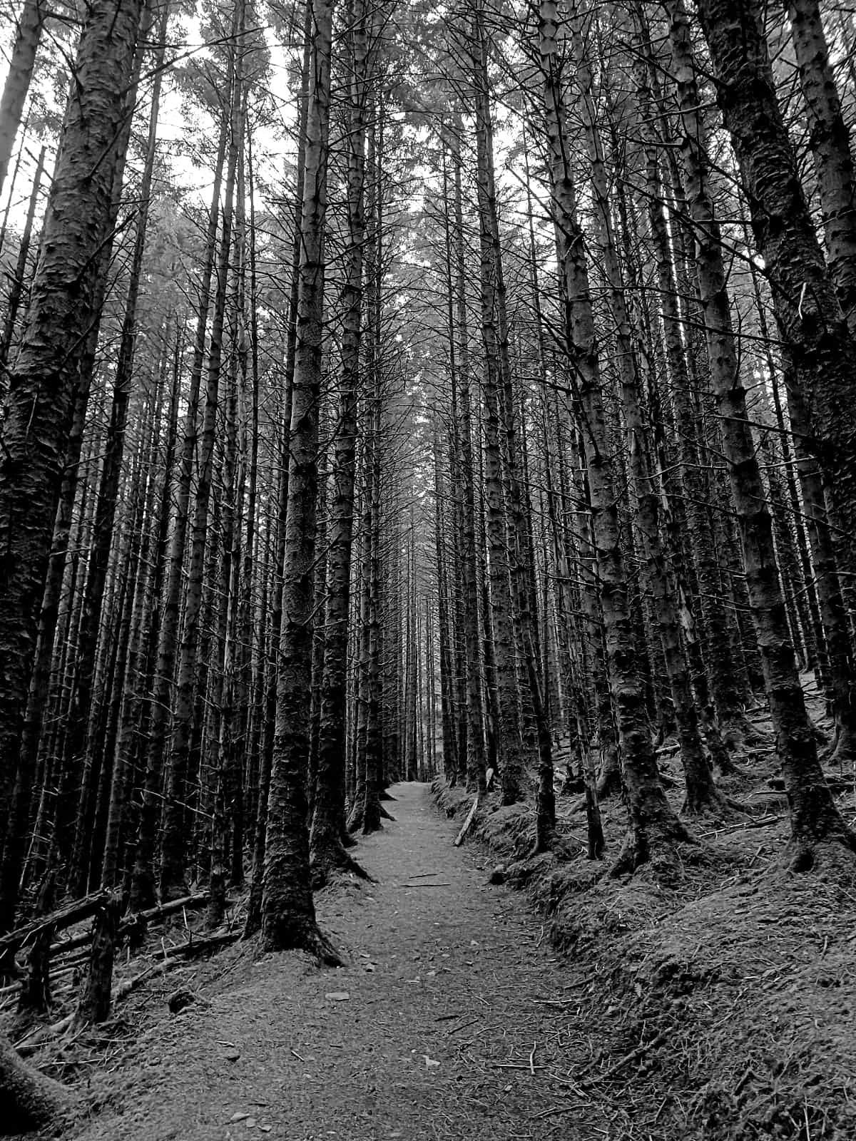 A black and white image of a dense forest of thin and tall trees. Taken by Rukayya in Year 7, one of 12 winners in Cheadle Hulme High School Photography Calendar Competition 2024.